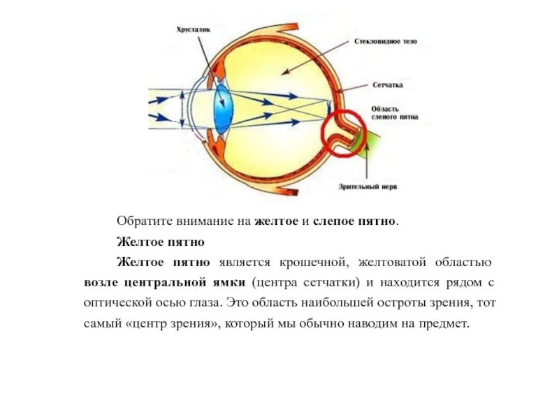 Что называют слепым пятном участок сетчатки на который не падает изображение место выхода