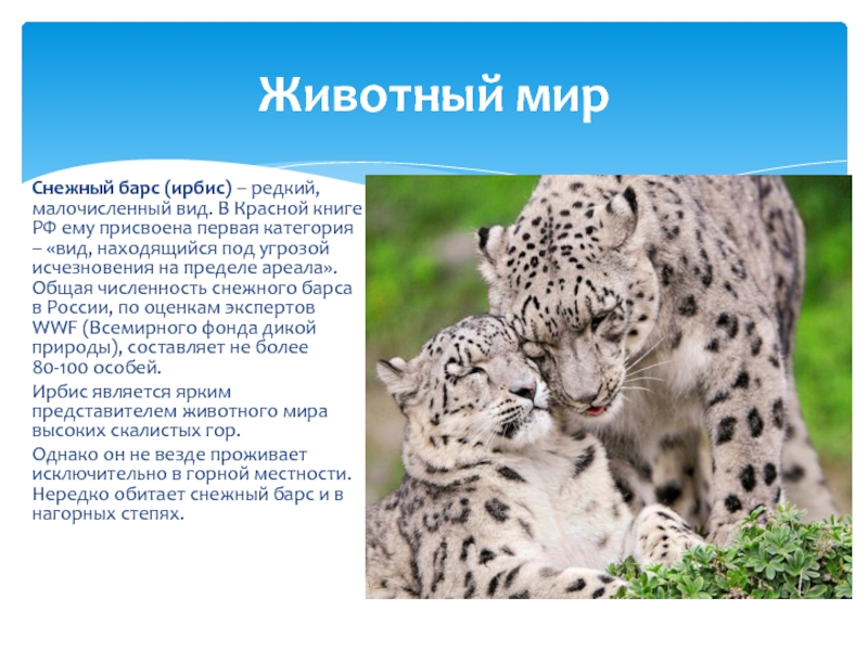 Реферат: Евразийская фауна