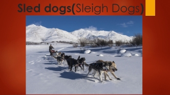 Sleigh dogs