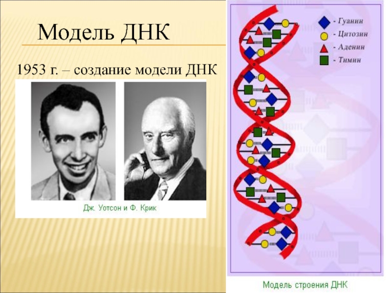 Днк в каком году. Двойная спираль молекулы ДНК. Модель ДНК 1953. Открытие двойной спирали ДНК. Двойная спираль ДНК Уотсона и крика.