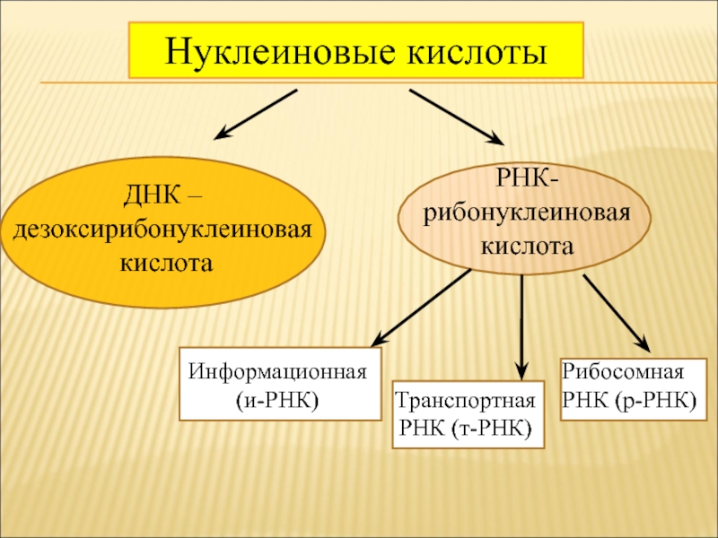 Нуклеиновые кислоты проект