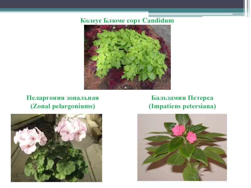 Колеус пеларгония. Pelargonia колеус. Колеусы и бальзамины. Колеус с геранью. Колеус Блюме candidum.