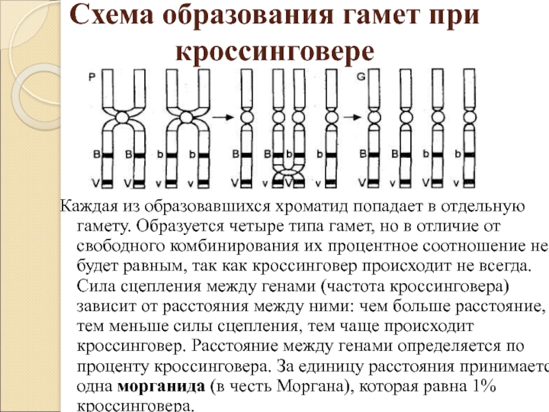 Участки между генами