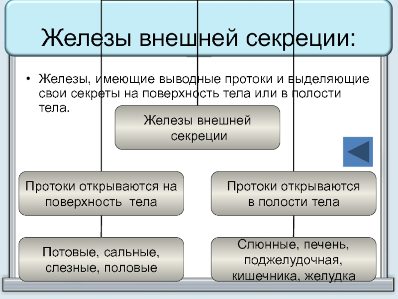 Железы внешней секреции