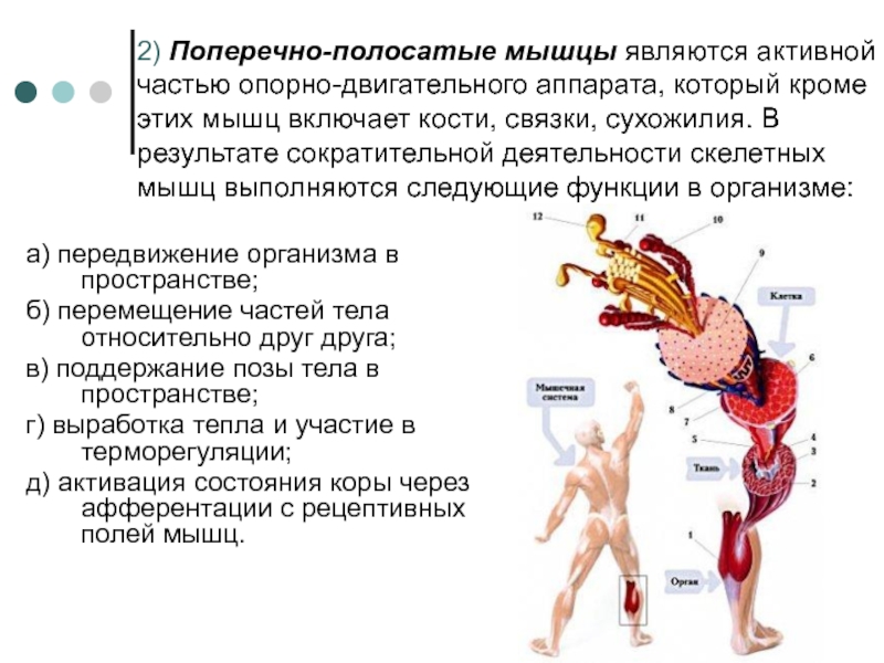 Мышцы двигательного аппарата. Поперечно полосатые мышцы функции. Характеристика поперечно полосатой мышцы. Мышцы являются частью опорно-двигательного аппарата. Основная функция поперечно-полосатая мышца,.