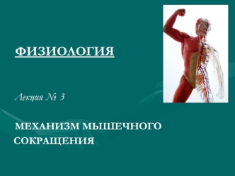 Механизм мышечного сокращения. Физиология. (Лекция № 3)