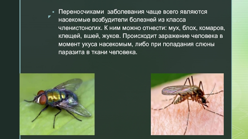 Заболевания от насекомых