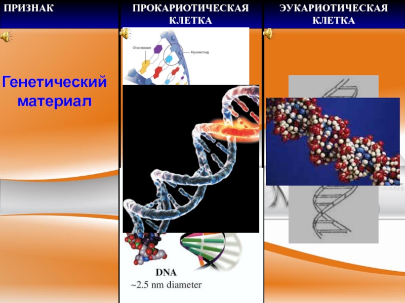 Химическая организация генетического материала. Генетический материал животных. Клетка генетика. Ядерная генетика. Наследственный материал это в биологии.