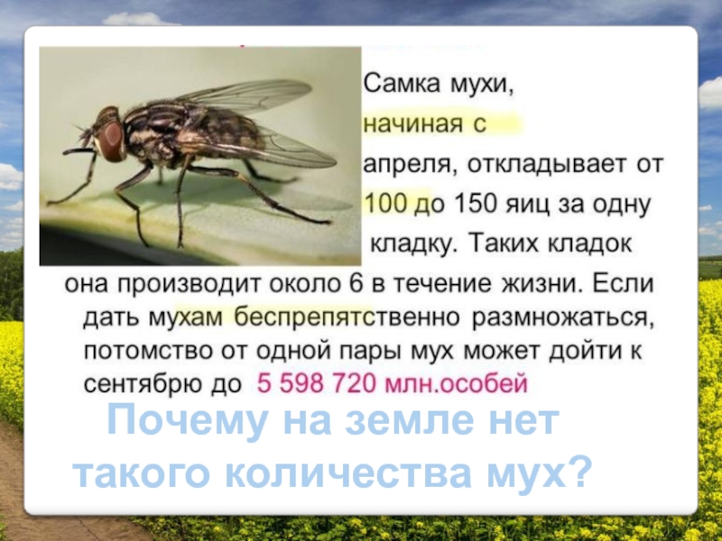 Скорость мухи составляет. Самка мухи. Сколько мух на земле. Сколько у мухи.