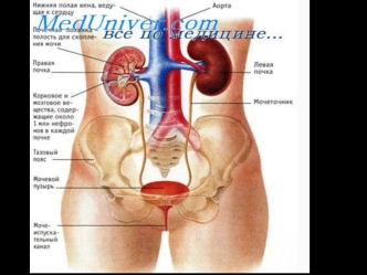 Мочевыделительная система