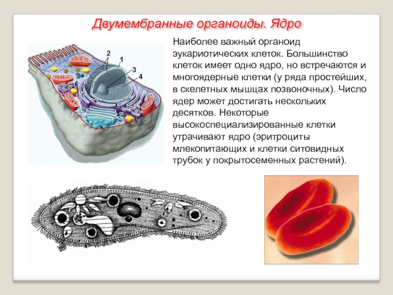 Как называется органоид изображенный на рисунке который имеется в большинстве эукариотических клеток