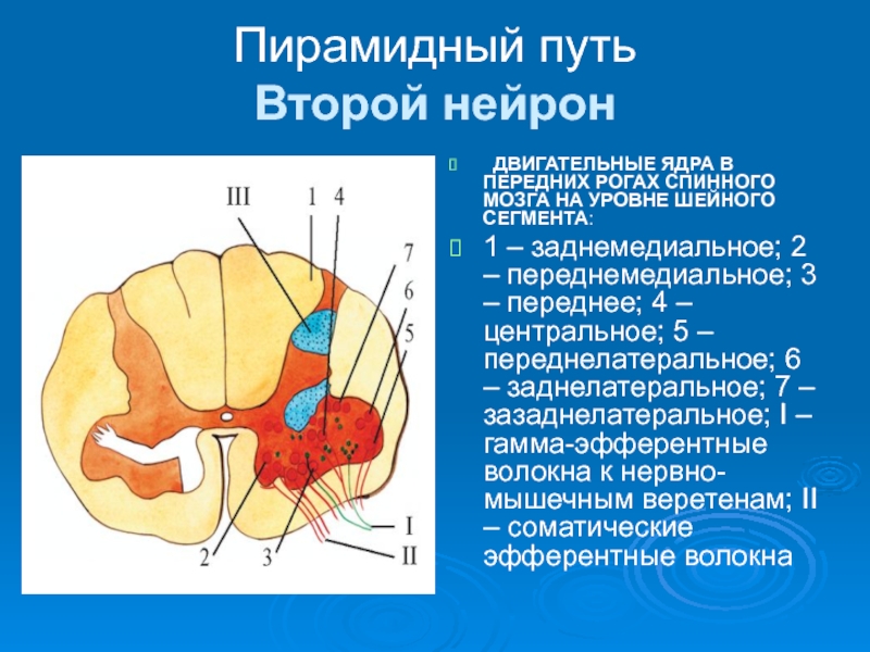 Двигательный передние рога спинного мозга