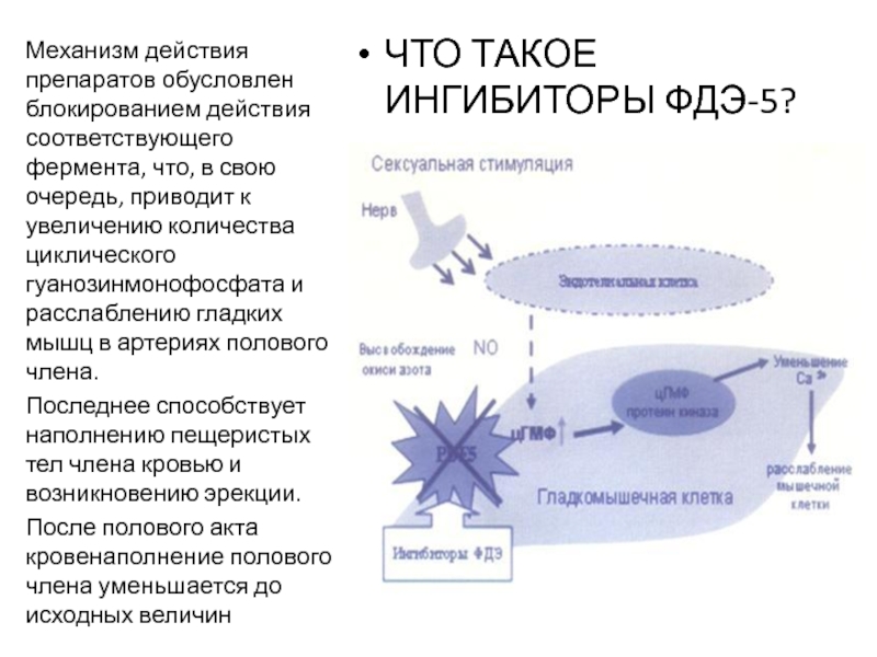 Ингибиторы фдэ препараты