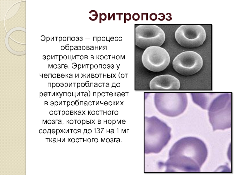 Образование эритроцитов. Формирование клетки эритроцитов. Образование эритроцитов ретикулоциты. Процесс образования эритроцитов в костном мозге. Образование эритроцитов в Красном костном мозге.