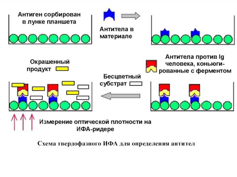 Схема ифа микробиология