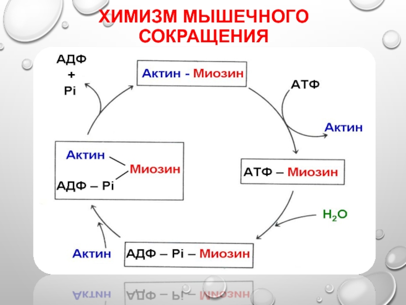 Атф сокращение. Биохимический цикл мышечного сокращения. Схема мышечного сокращения биохимия. Механизм и химизм мышечного сокращения. Схема цикла мышечного сокращения.