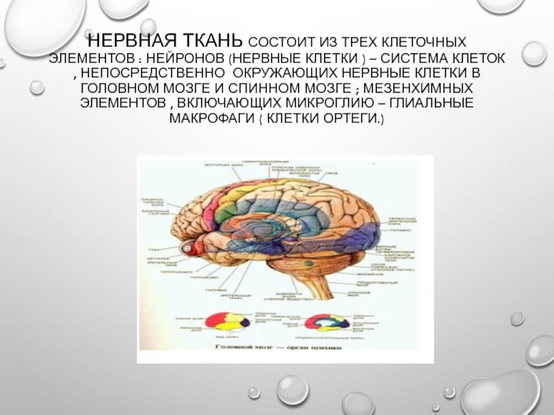 Презентация биохимия нервной системы