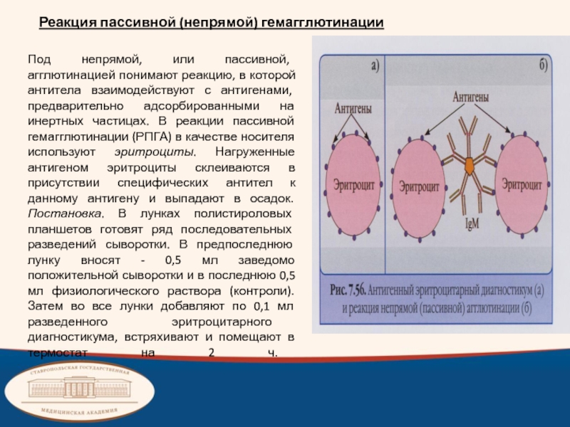 Гемагглютинация анализ