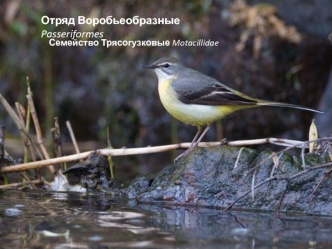 Отряд Воробьеобразные Passeriformes. Семейство Трясогузковые Motacillidae