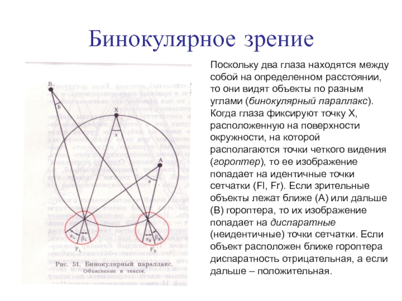 Двух точек зрения первая точка. Бинокулярное зрение. Гороптер бинокулярное зрение. Корреспондирующие и диспаратные точки сетчатки. Бинокулярное изображение.