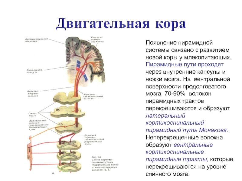 Пирамидная система презентация