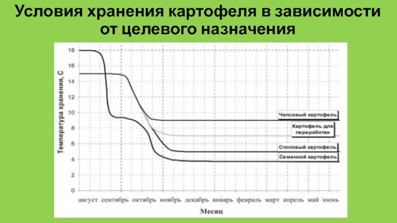 Реферат: Особенности хранения картофеля