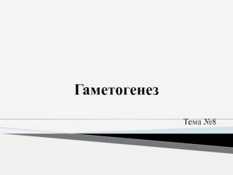 Гаметогенез. Стадия размножения, роста, созревания