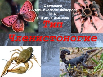 Тип членистоногие