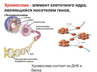 Хромосома как носиталь генов