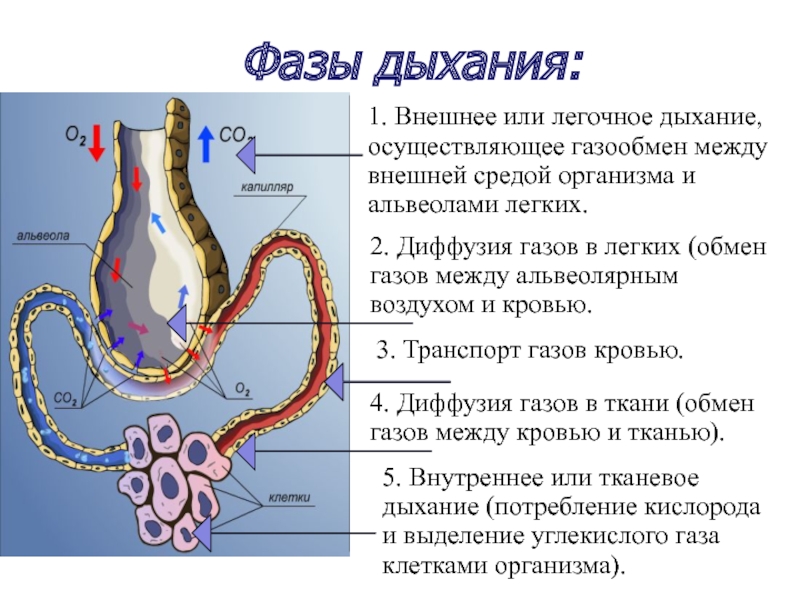 Внешнее легочное дыхание. Легочная альвеола человека. Дыхательная система альвеола газообмен. Строение альвеол. Строение альвеол человека.