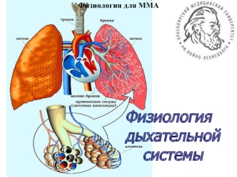 Физиология дыхательной системы