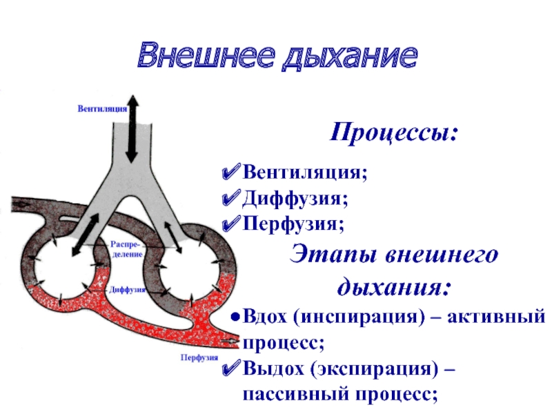 Диффузия и перфузия