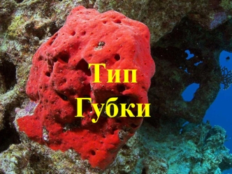 Тип Губки