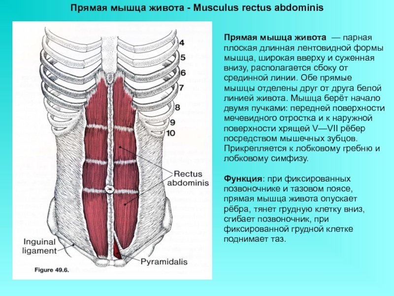 Плоские мышцы. Сухожильные перемычки прямой мышцы живота. Поперечная мышца живота вид сбоку. Прямая мышца живота прикрепляется к кости. Прямые мышцы живота анатомия.