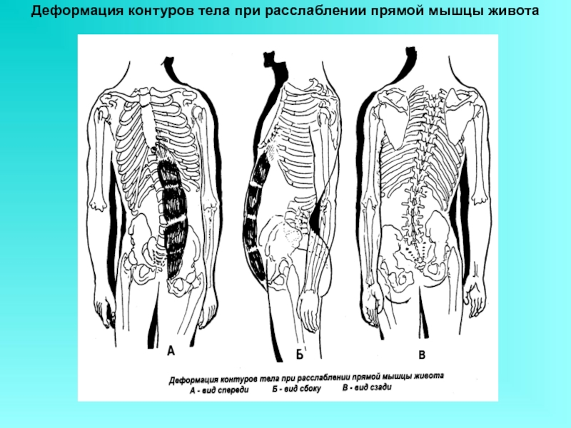 Передняя поверхность туловища