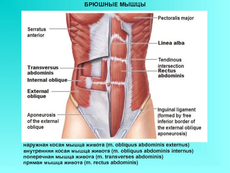 Мышцы живота анатомия у женщин картинки