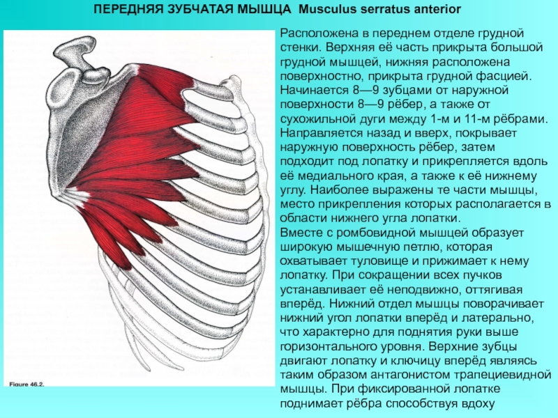 Задняя нижняя зубчатая