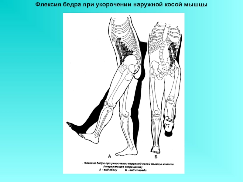 Косая мышца бедра