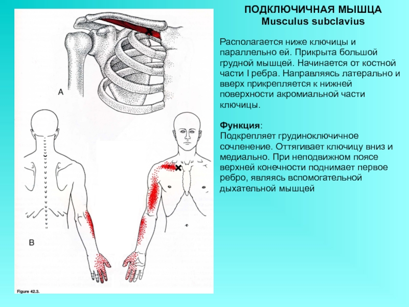 Болит ключичная мышца. Подключичная мышца функции. Подключичная мышца анатомия функции. Подключичная мышца место прикрепления. Грудино подключичная мышца.