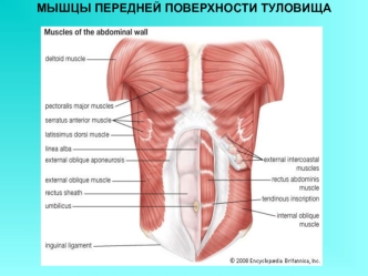 Мышцы передней поверхности туловища