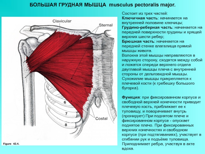 Малая грудная мышца