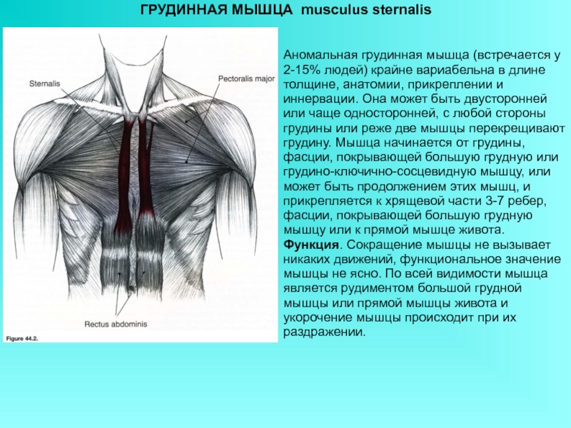 Большая грудная мышца. Sternalis мышца. Функция большой грудной мышцы. Большая грудная мышца функции.