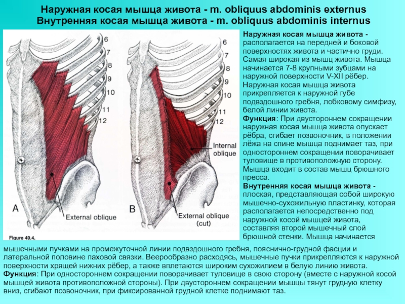 Мышцы спины и ребра. Obliquus externus abdominis мышца. Наружная косая мышца живота (m. obliquus externus abdominis). Апоневроз наружной косой мышцы живота латынь.