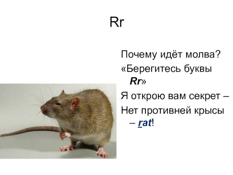 Пришел почему е. Крыса по английскому. Rat крыса английский. Крыса по английскому русскими буквами. Rat - крыса транскрипция на английском.