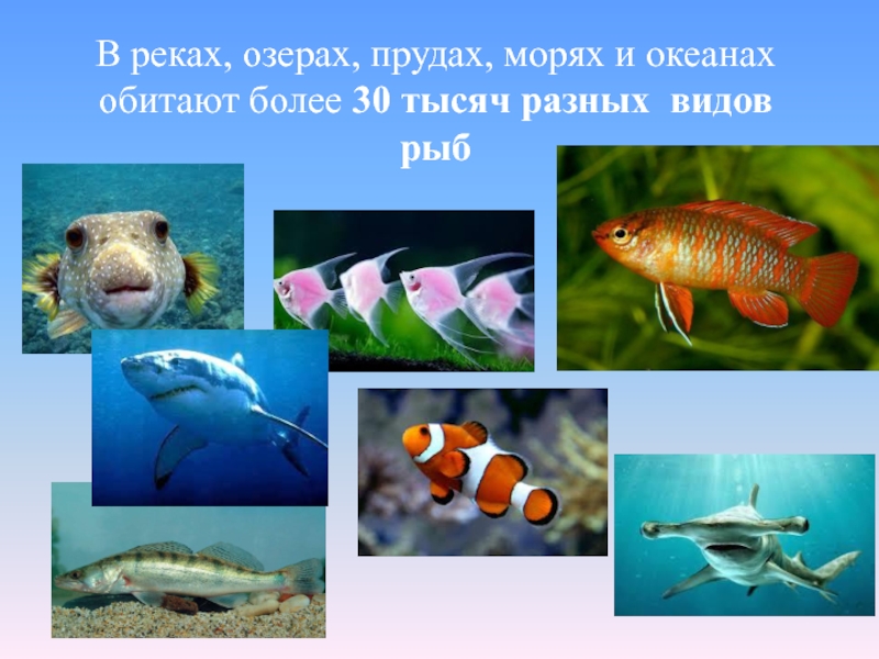 Рыбы презентация для детей. Рыба для презентации. Рыбка для презентации. Рыбы 1 класс окружающий мир презентация. Презентация рыбы для дошкольников.
