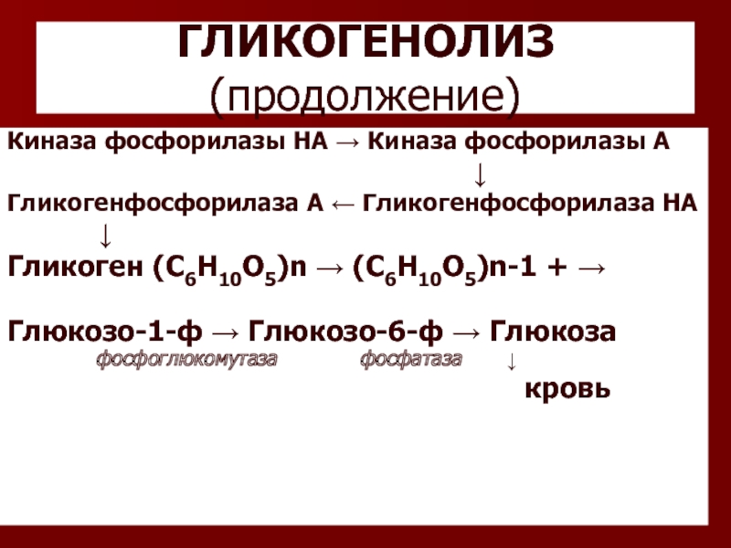 Гликогенолиз. Гликогенолиз гликогенфосфорилаза. Гликогенфосфорилаза катализирует. Гликогенфосфорилаза кофермент. Гликоген фосфорилаза реакция.