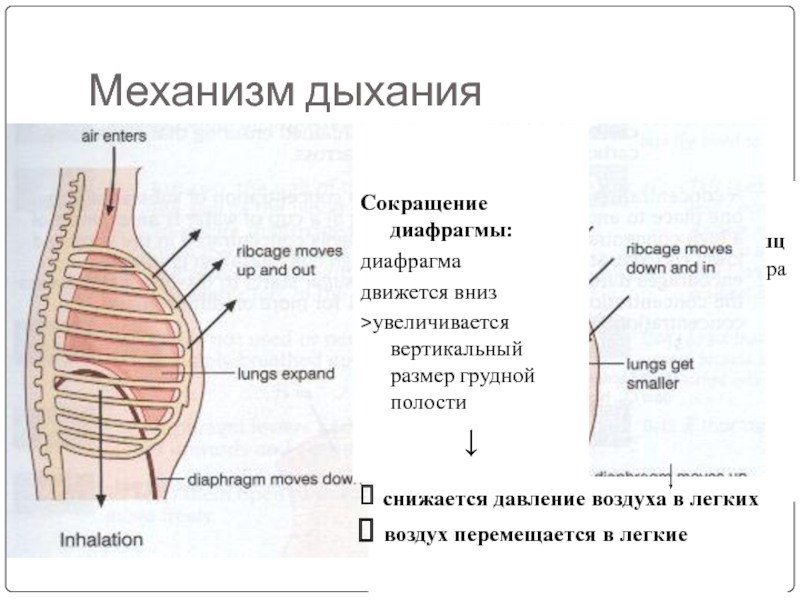 Мышцы диафрагмы грудной. Сокращение диафрагмы. Афо диафрагмы. Диафрагмальное дыхание сокращение. Сокращение диафрагмы при вдохе.