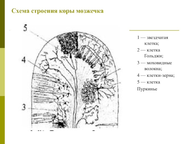 Строение коры. Строение коры мозжечка. Схема строения коры. Строение мозжечка схема. Клетки зерна коры мозжечка.