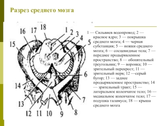 Разрез среднего мозга