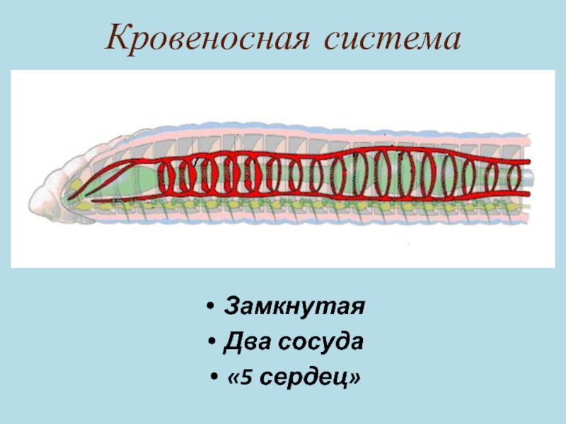 Кольцевые сосуды дождевого червя. Кровяная система  многощетинковые черви. Строение кровеносной системы кольчатых червей. Схема кровообращения кольчатых червей. Кровеносная система многощетинковых кольчатых червей.